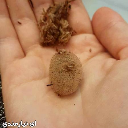 دوره آموزشی پرورش و تکثیر زالو