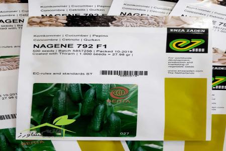 فروش بذر خیار ناگین ( NAGIN )