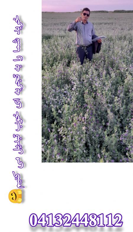 فروش بذر یونجه ،قیمت بذر یونجه