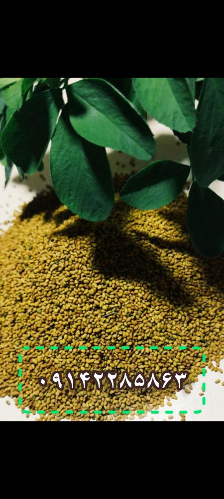 فروش بذر یونجه ،قیمت بذر یونجه