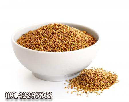 فروش بذر یونجه یزدی درجه یک