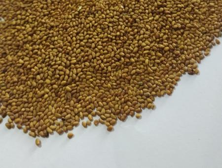 فروش بذر یونجه درجه یک