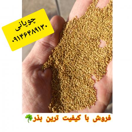 فروش بذر هویج داتیس