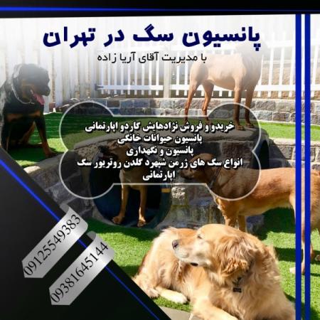 فروش سگ روتوایلر الهیه - پانسیون سگ آریا کنل