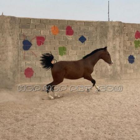 سگ آپارتمانی واکسن خورده