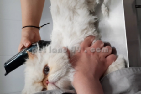 آموزش آرایش حیوانات خانگی