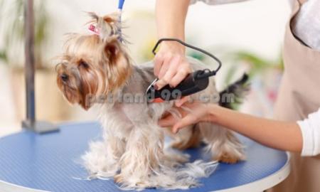آموزش آرایشگری پت