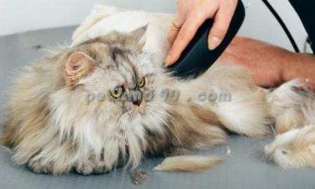 آموزش آرایش حیوانات خانگی