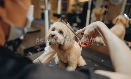‎‏‎پیرایش پامر غرب تهران