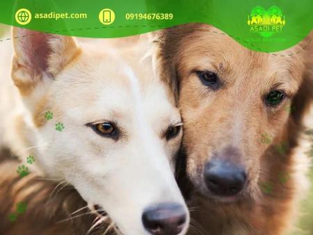‏‎آرایش و شستشوی سگ و گربه