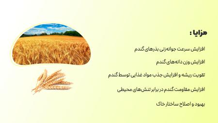 عرضه کود مایع مرغی برای بهره وری گندم