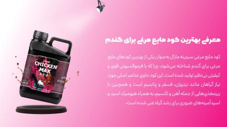 عرضه کود مایع مرغی برای بهره وری گندم