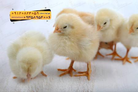 🐣🐣🐣 *جوجه راس 308*🐣🐣🐣