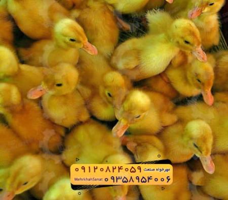 🐣🐣🐣 *جوجه اُردک گوشتی*🐣🐣🐣