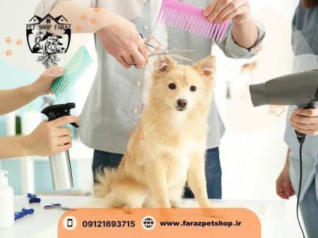 خرید سگ مالتیز نیاوران