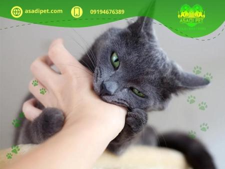 ‏‎واردات مستقیم حیوانات خانگی