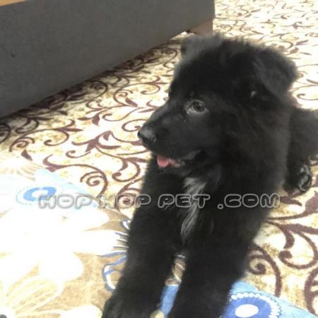 ‏‎قیمت سگ خانگی ارزان