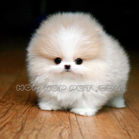 قیمت سگ نگهبان