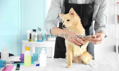 آرایشگر سیار حیوانات خانگی