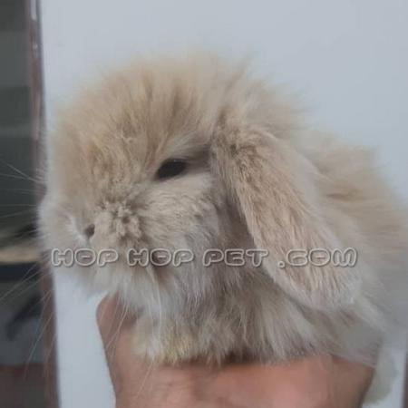 سگ خانگی واکسن خورده