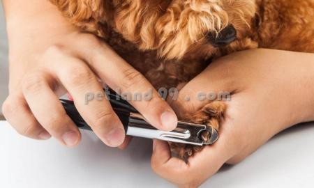 آرایش حیوانات در منزل