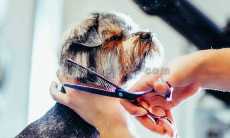 آموزشگاه تخصصی آرایش سگ