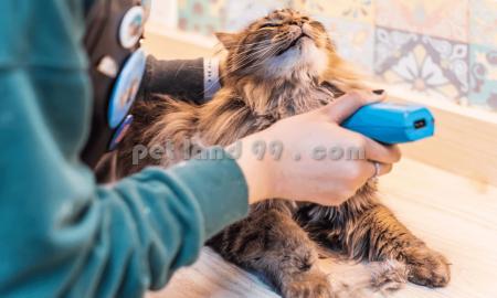آموزش اصلاح موی گربه ارزان
