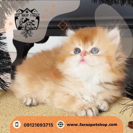 خرید بچه گربه پرشین عظیمیه