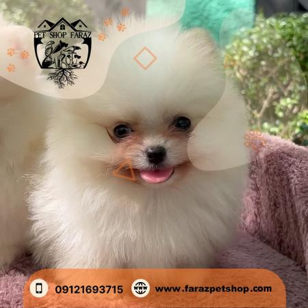 خرید بچه گربه پرشین عظیمیه